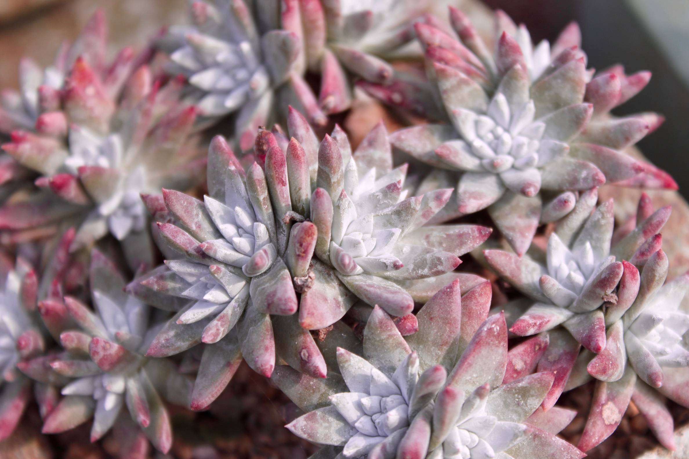 多肉怎么上盆新手 9e1b7fb5f27a4171b2f93bc4aa1a93e4.jpeg