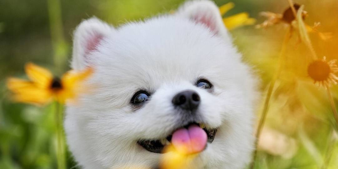 最漂亮的7种狗狗，看看你家狗子上榜了吗？