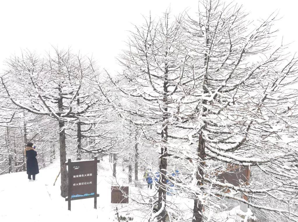 风景|高山仰止，太白山林海雪原惊艳世人