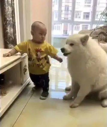 因为|宝宝偷零食给狗狗吃,妈妈偷偷录下这一幕,好温馨!
