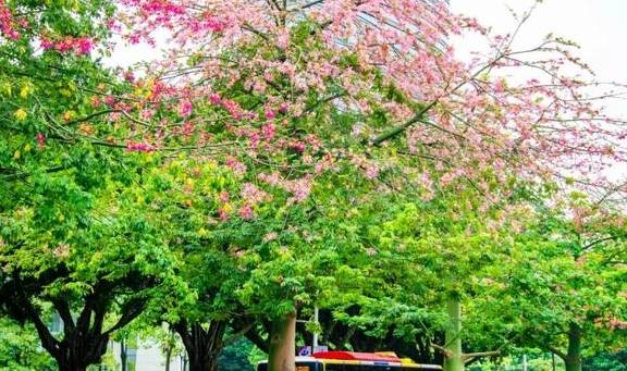 「行行摄摄」爱了爱了，这一树一树的花开，浪漫了广州的深秋