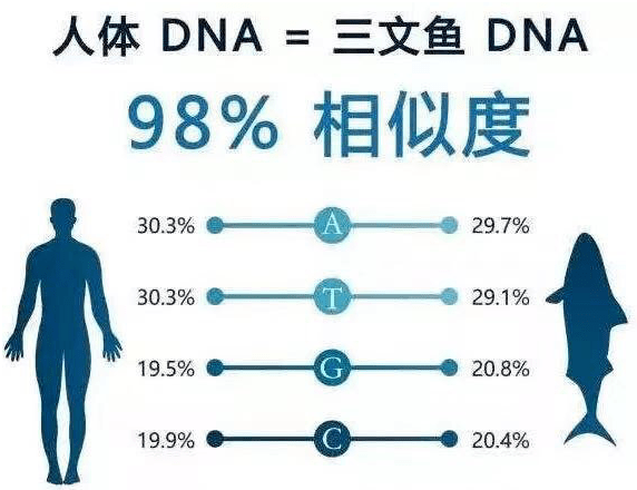 项目瑞兰三文鱼效果怎么样丨抗衰