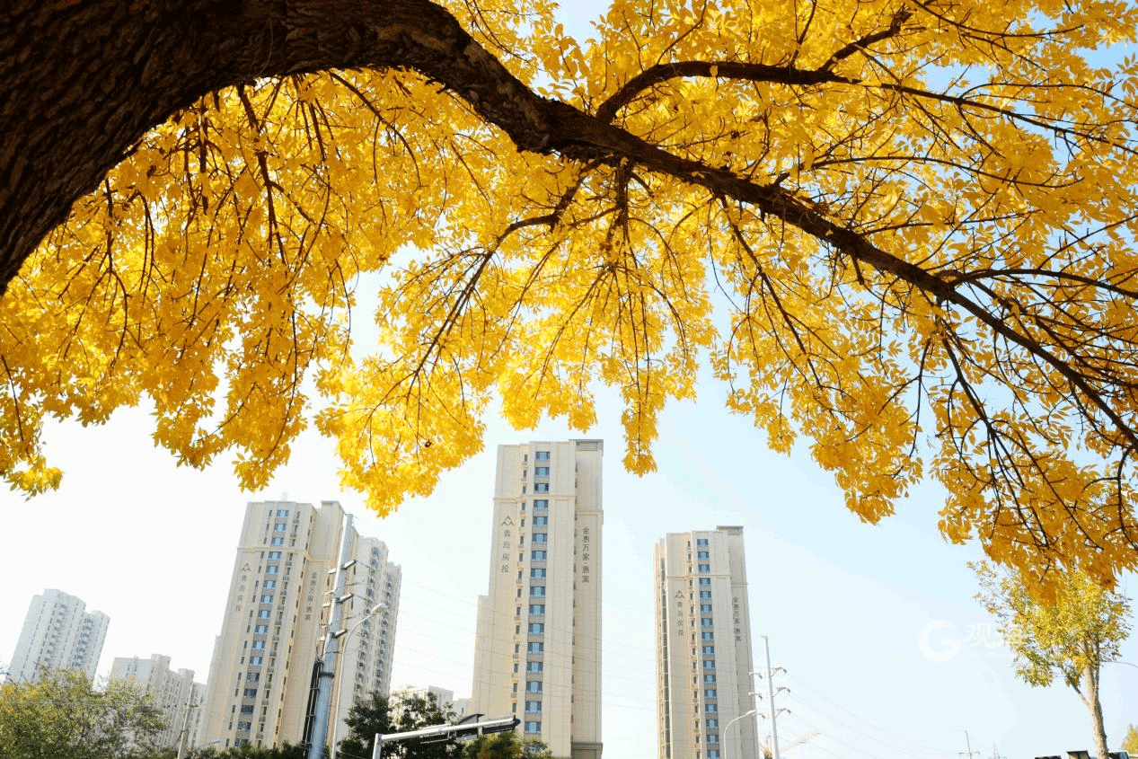 索景|按图索景，看图识叶，这本青岛赏秋图册你不可错过