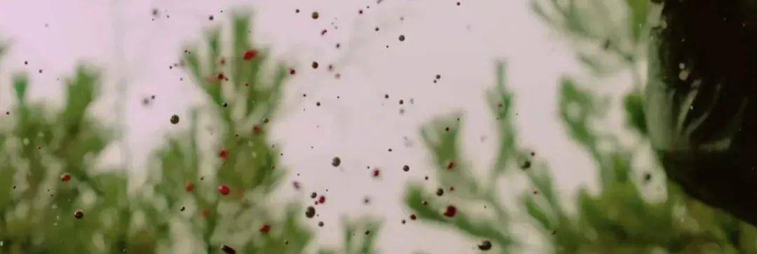 泡菜|又一黑马？这才是科幻悬疑