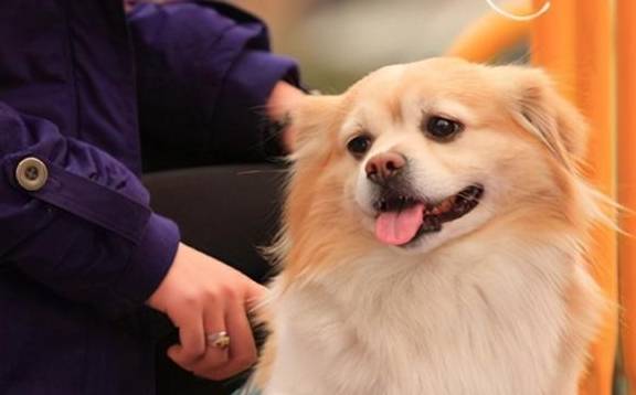 气味|狗狗不让你摸爪子，蕴含着这些深意！