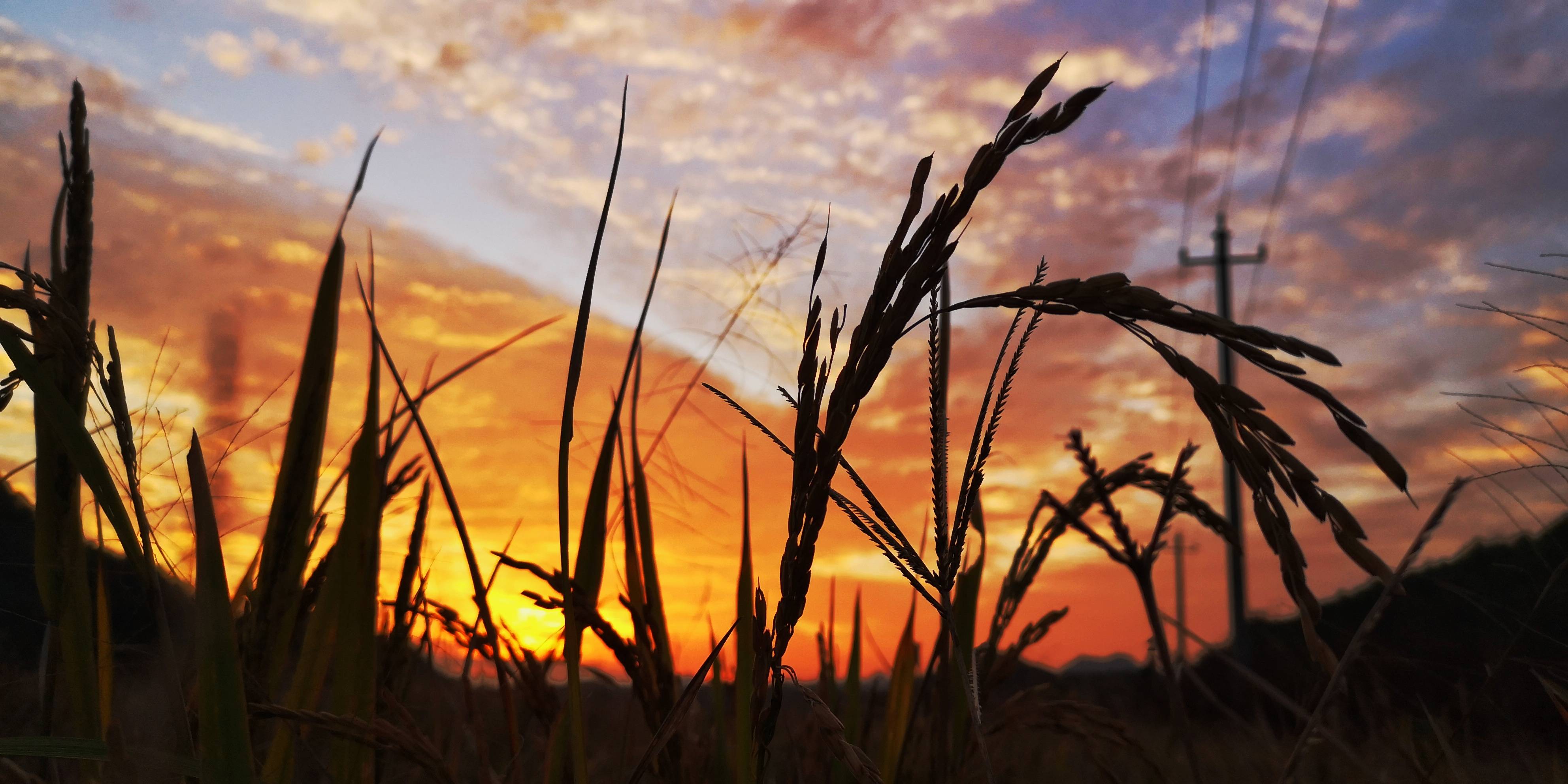 晚霞|金色的田野