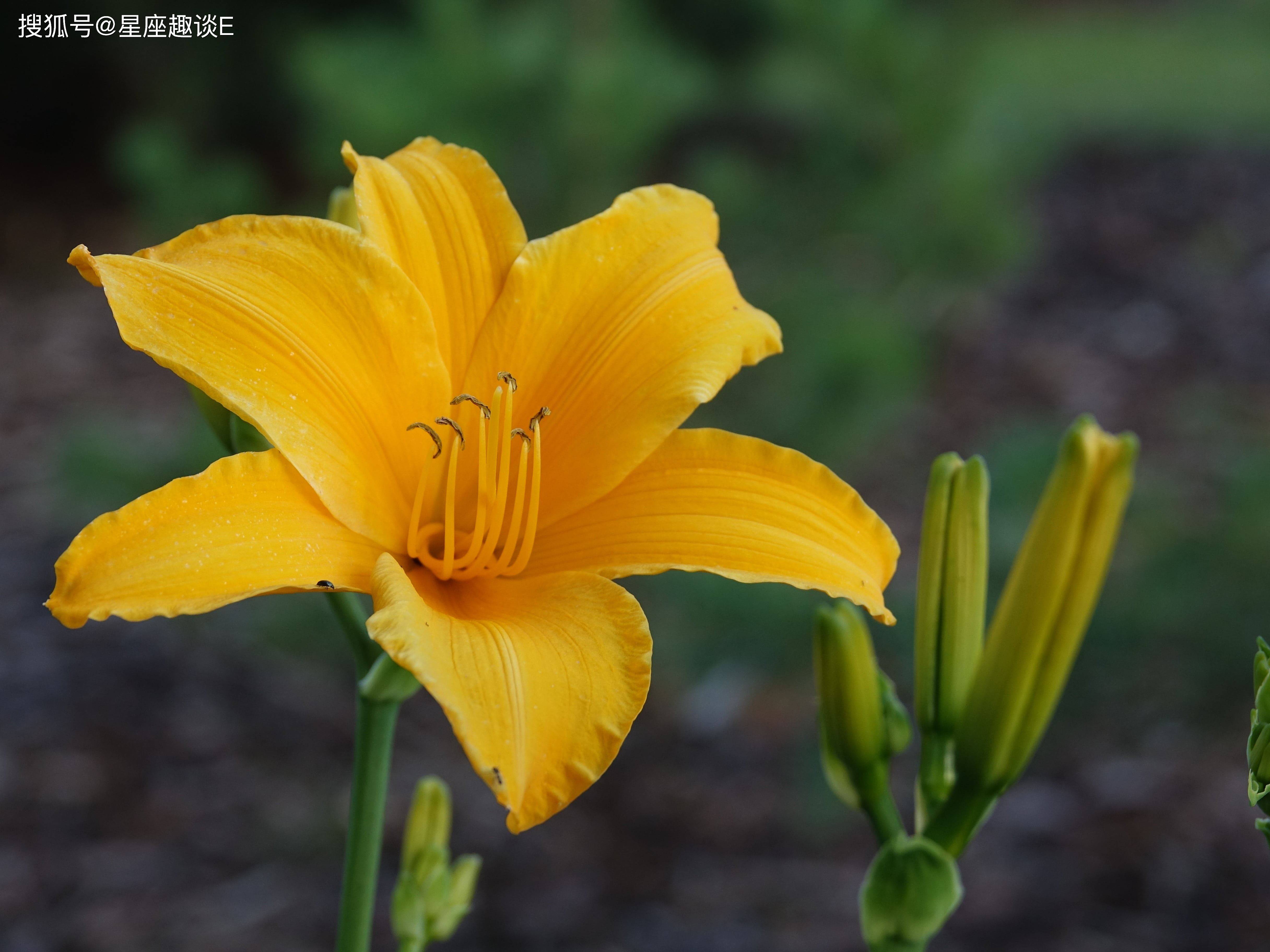 11月8日爱情运势 琴瑟和鸣 深陷恋情的四大星座 感情