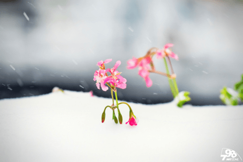 雪花|雪中的798美翻了