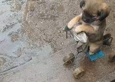 什么有一种“沙雕”的欢乐，叫做遛狗！