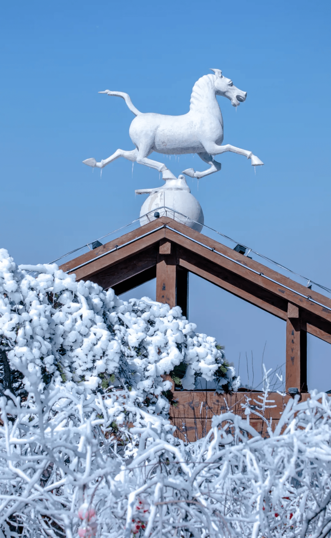 雪花|如约而至！近十年最早初雪光临济南，快收好这份雪景大赏，足不出户看雪映泉城