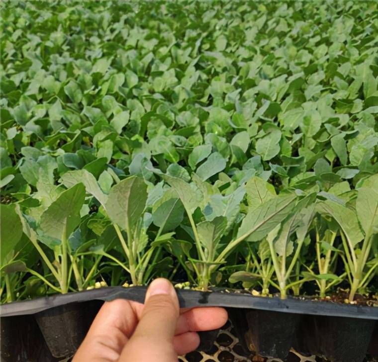 春甘蓝育苗要注意什么?