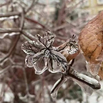 東北暴雪破紀錄,網友:打雪仗算啥,來嘗冰糖電線杆子