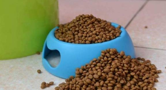 内脏|你会喂猫吗？下面五种喂猫方式是错误的，你用过吗？