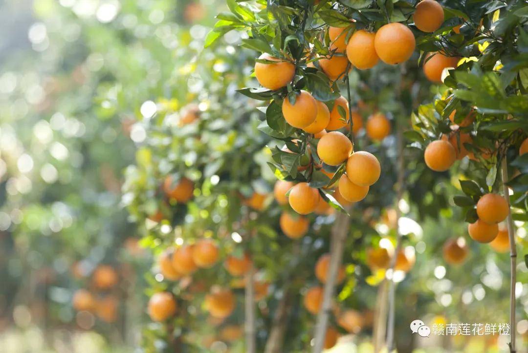 公司|冬天的第一个莲花橙，口口甜蜜驱寒意
