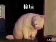 植物热巴为显白疑似浑身涂粉，结果粉把毯子染白，场面尴尬