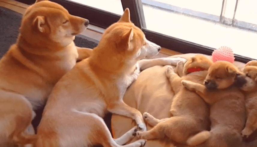 柴犬 夫妻 生了3只奶狗 把它们当宝一样 狗爸很暖心啊 狗狗 全网搜