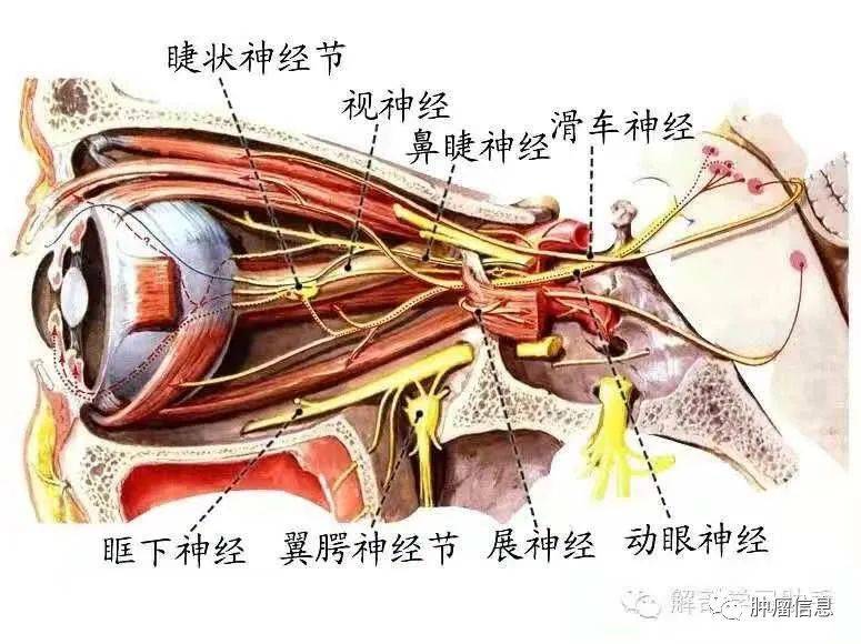滑车上动脉解剖图图片