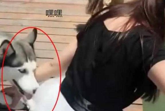 因为美女在捞水里的钱包，看到她身后的二哈，网友笑喷：美女你在作死