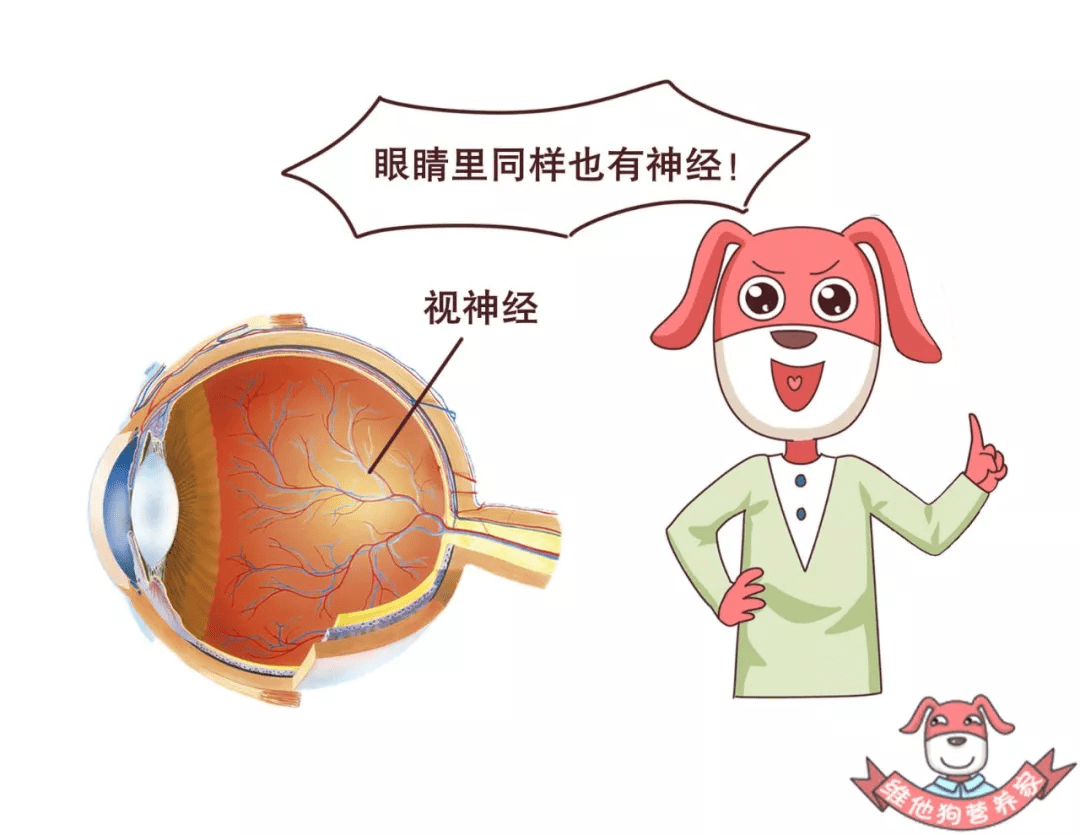 体重|糖尿病早期有哪些症状？