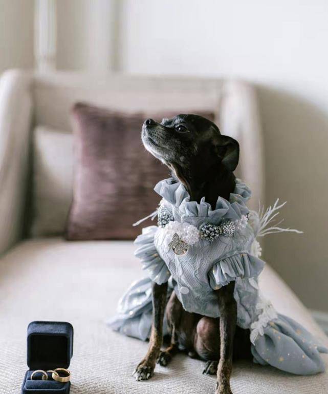 高定 顶级名媛出嫁展现豪门底蕴！高定婚纱不镶钻缝玻璃，连狗都穿仙裙