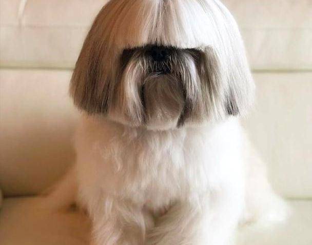 主人给狗做了蘑菇头发型,它一脸严肃,好像妈妈剪发回来的样子!_狗狗