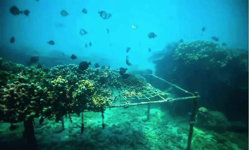 日本冈山县海洋牧场音响投饵提升渔业资源