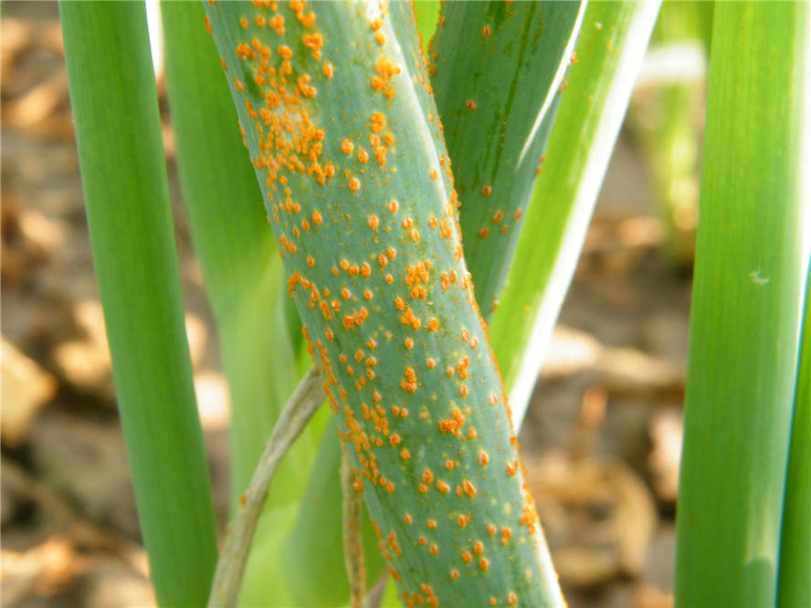 大葱褐斑病如何防治?_发病