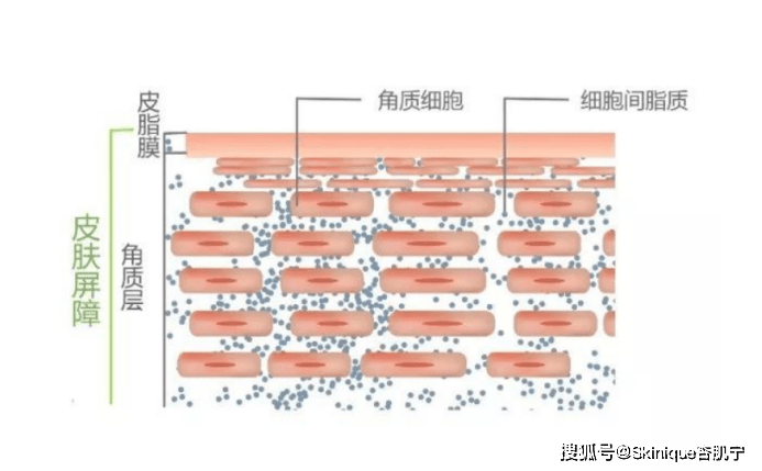 什么什么是屏障受损？如何修复屏障受损？