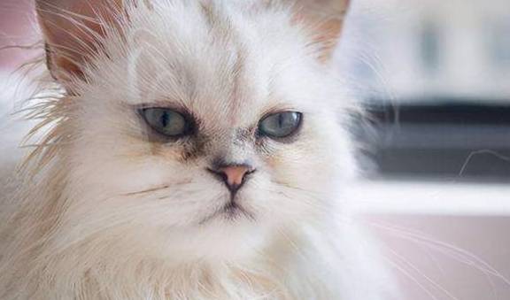 猫咪有着“猫中贵族”之称的波斯猫，为什么越来越少人养？
