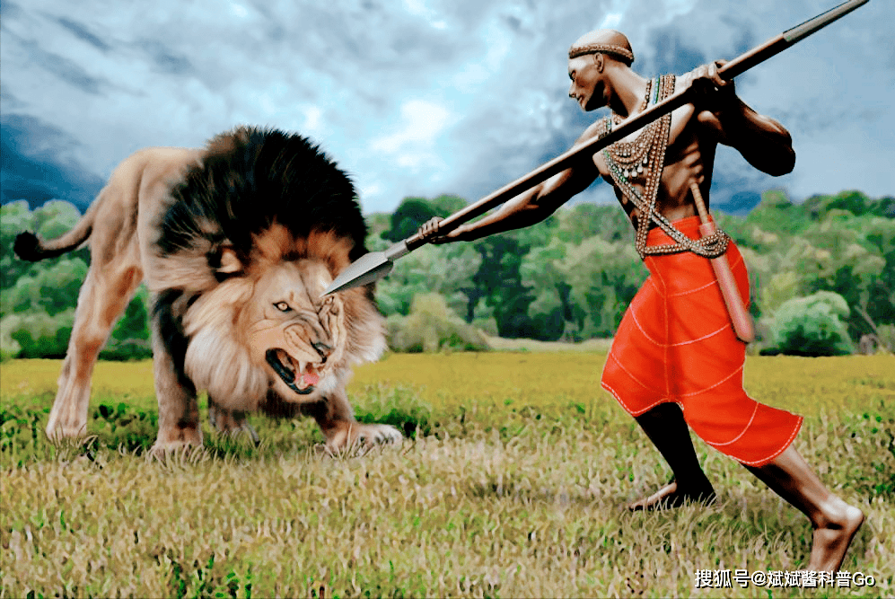 作为草原之王的雄狮不怕大象却怕马赛人看看马赛人怎么对它