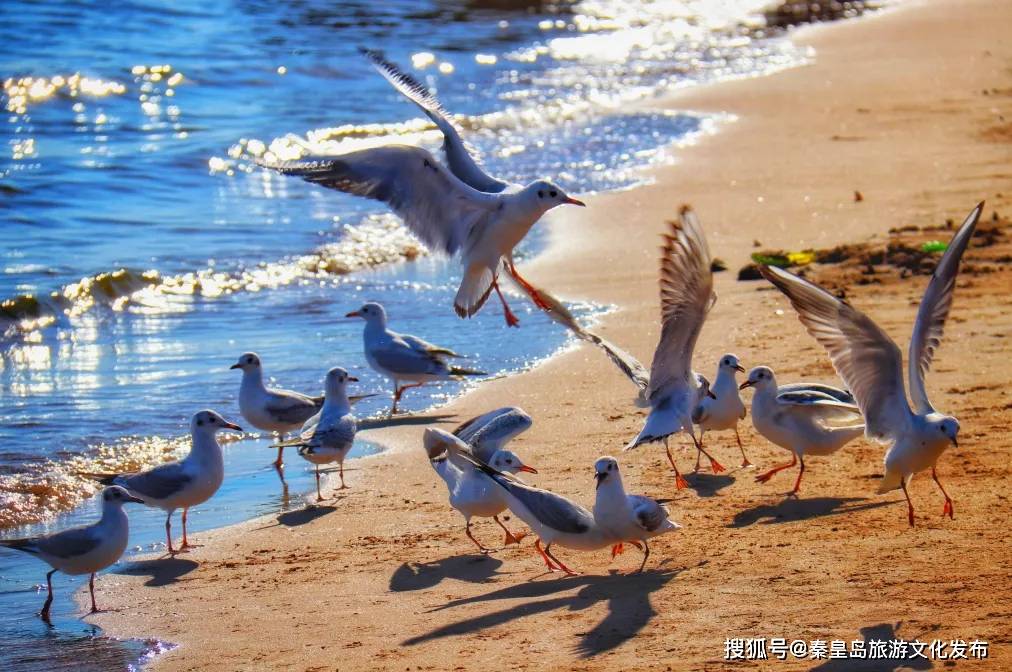 地方|安排！秦皇岛最美海鸥季，最佳观赏地大集合~