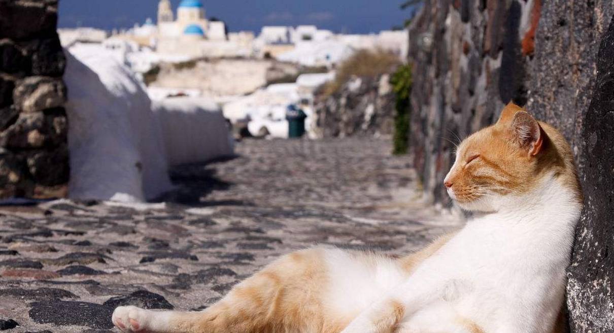 不是所有的猫都爱喵喵叫的 盘点那些喜欢和人类对话的喵星人 叫声 全网搜