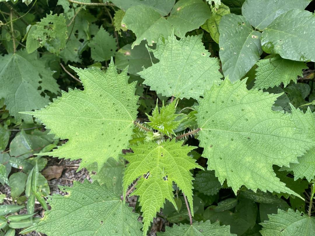 摸到火麻树的树叶会疼一周我emo了