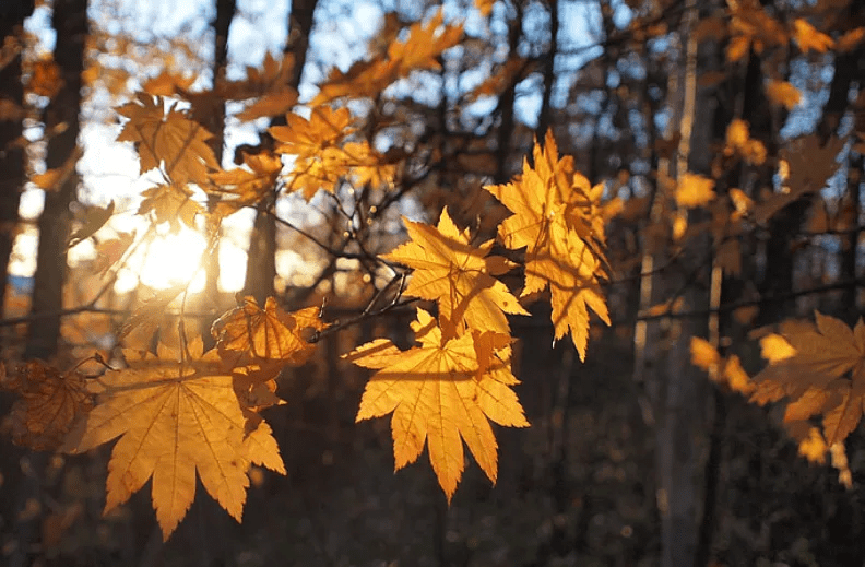 什么|甲友心声——切了这只蝴蝶，我还有很多翅膀