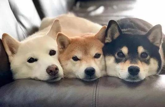 柴犬的颜色选择 赤柴黑柴还是白柴 比赛 柴犬的颜色选择 赤柴黑柴还是白柴 比赛