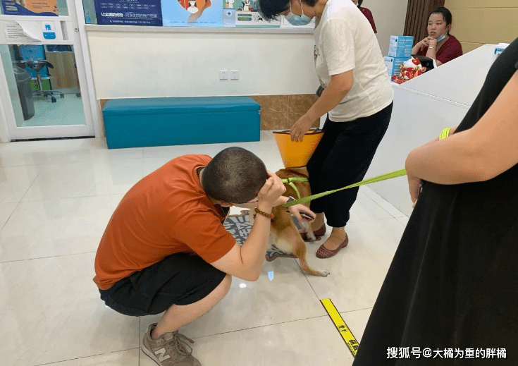 柴犬受伤柴犬流浪街头,走丢5天后,主人却被蒙在鼓里,家人没告诉他