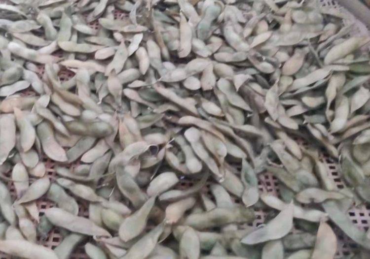 毛豆干|每年秋季,我家总会晒一篮它,香糯又劲道,当零食随吃随取,贼香