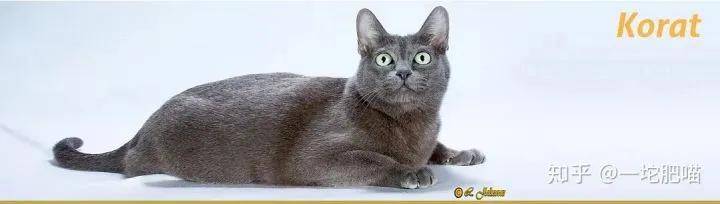 因为如何做猫舍│猫品种的选择