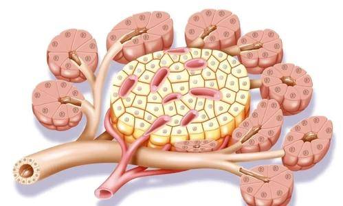 葡萄|为什么它们都是一样的食物？