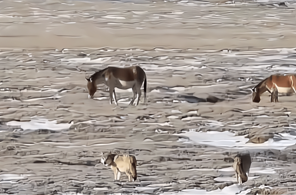 青海三江源发现4只饿狼，把1只藏野驴隔离出群，再合力围攻撕咬