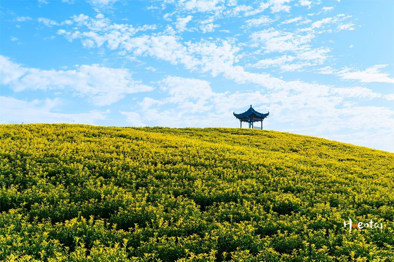 安徽的冬天並不明顯,冬日茶田黃燦燦的,像是春天的風景_郎溪縣