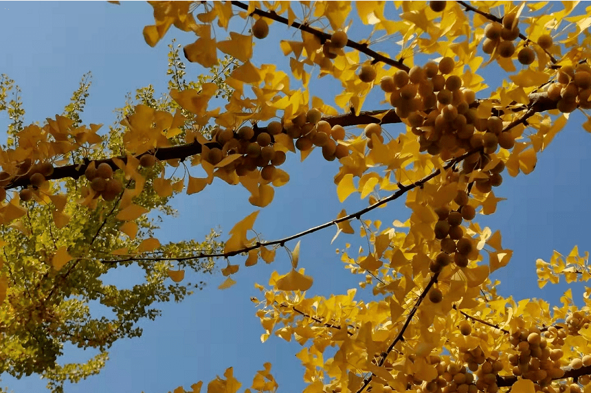 故事传记|甲友心声——碘131治疗让我欢喜让我忧！