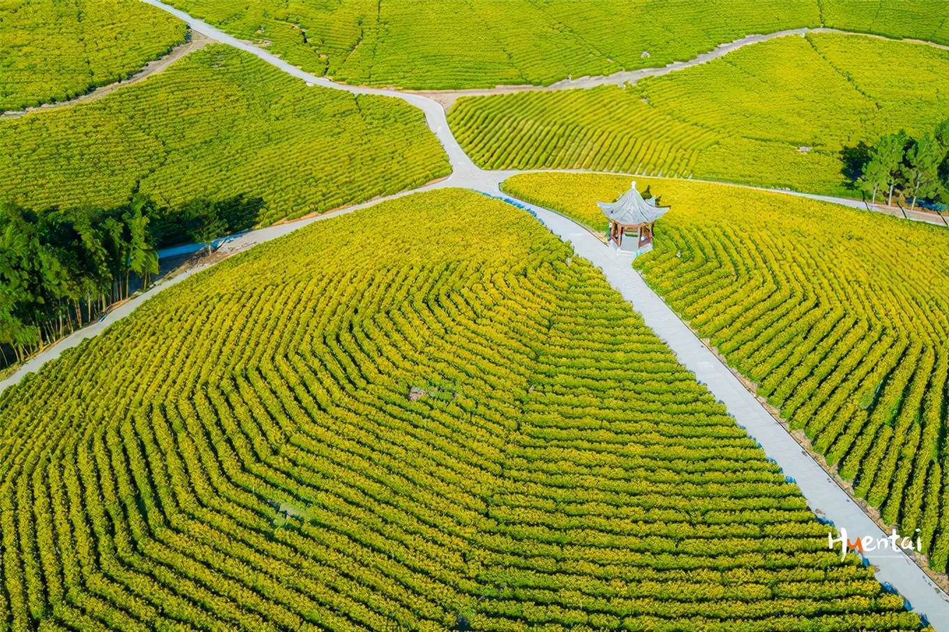 安徽的冬天并不明显,冬日茶田黄灿灿的,像是春天的风景_郎溪县