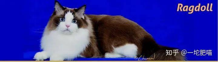 因为如何做猫舍│猫品种的选择