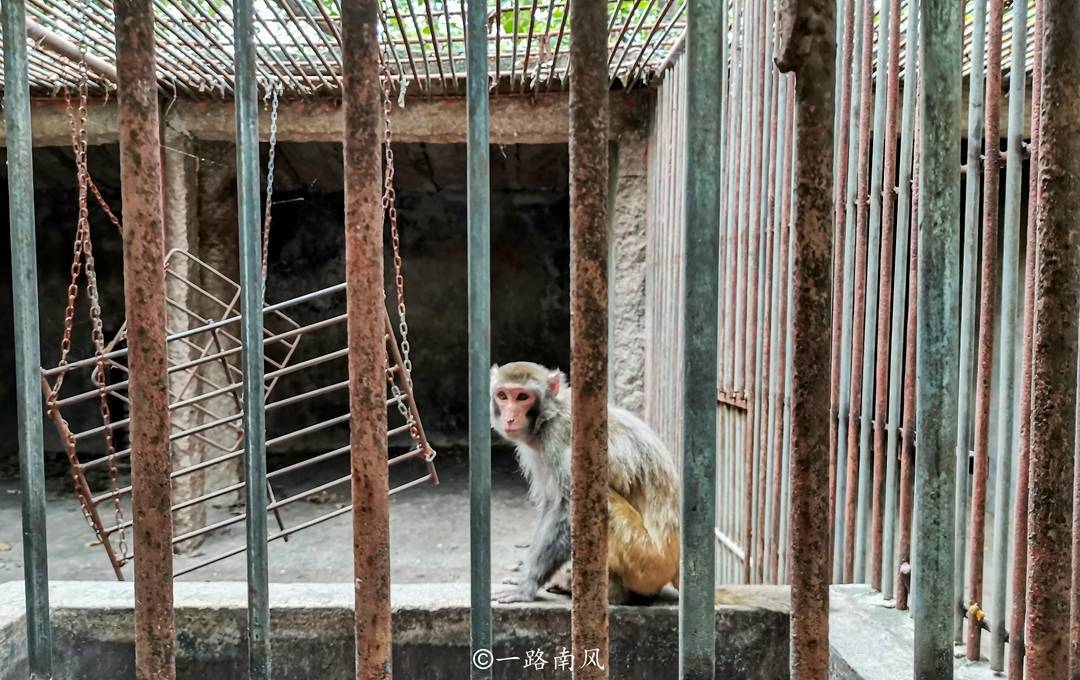 生活|潮州隐藏独特的动物庄园，猴子黑熊又萌又可爱，你去过吗？