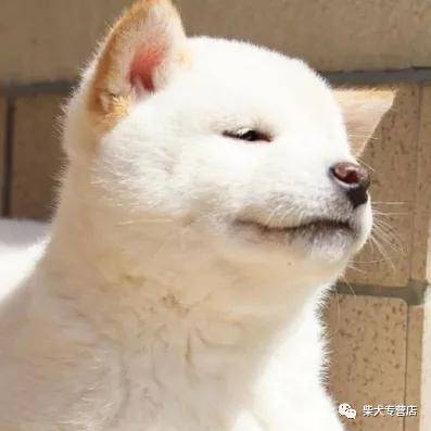 为什么白色柴犬少