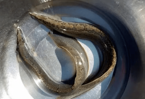 前面大人赶着牛耕田,后面小孩子就提着水桶捡泥鳅,黄鳝这类鱼