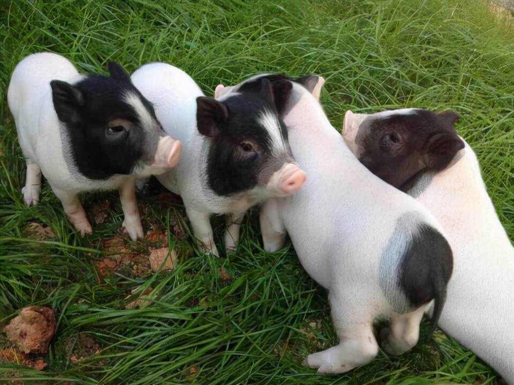 原创巴马香猪口蹄疫的症状