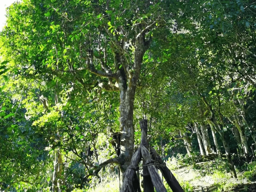 巴达山西双版纳州野生古茶树资源最集中的区域