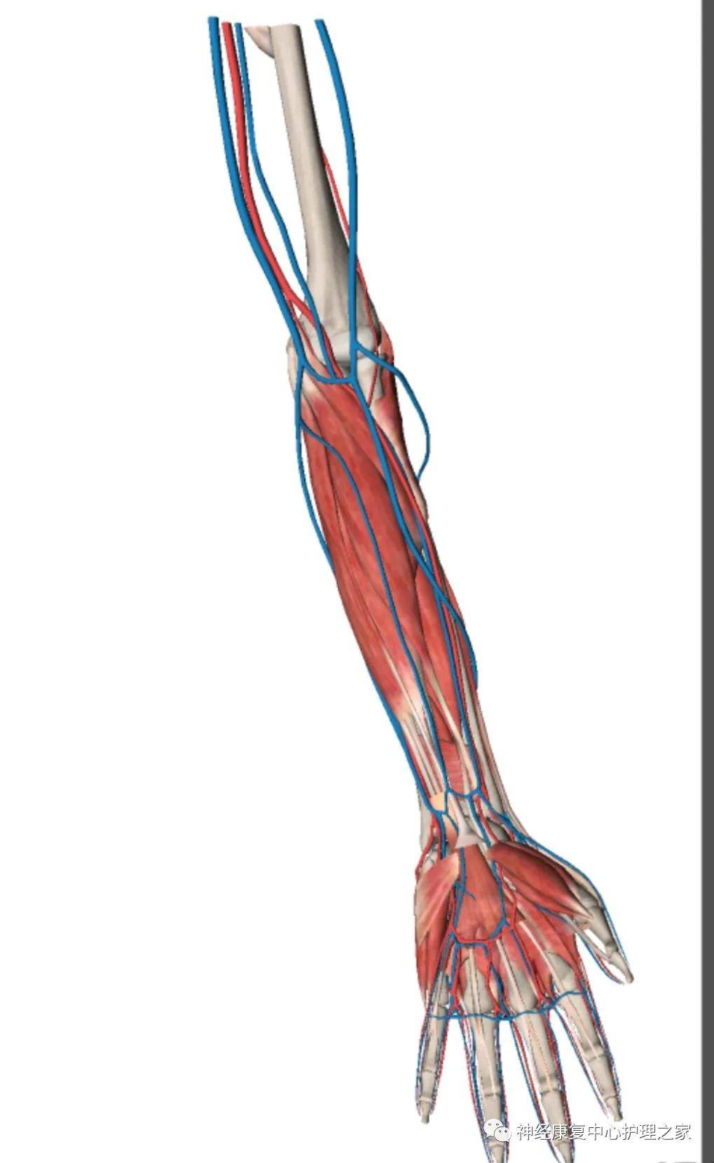 穿刺静脉应选上肢肘部可见,较粗大,充盈饱满,弹性好,较固定的不易滑动